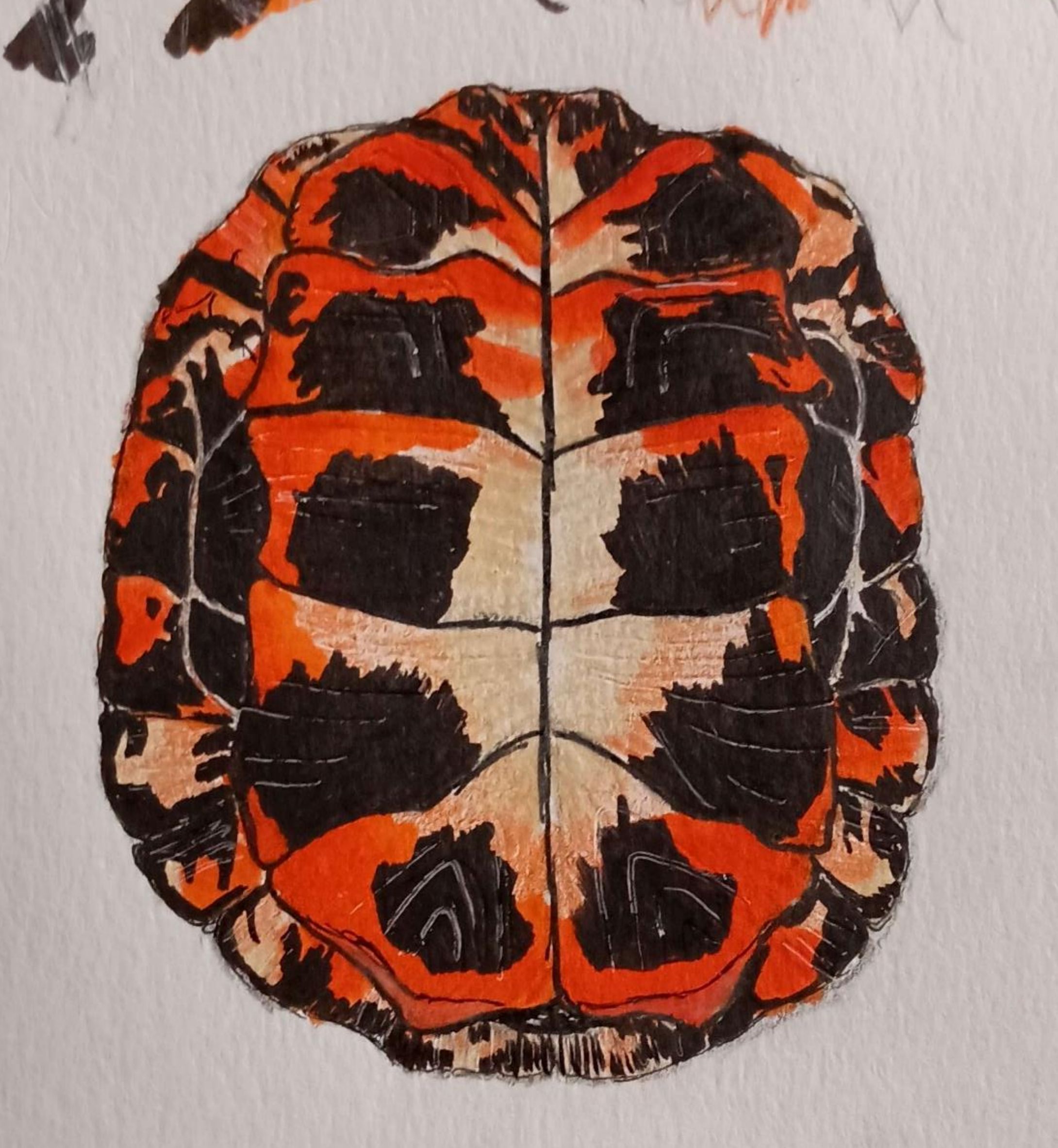Spotted Turtle Study-Pen, Colored Pencil, and Watercolor Pen